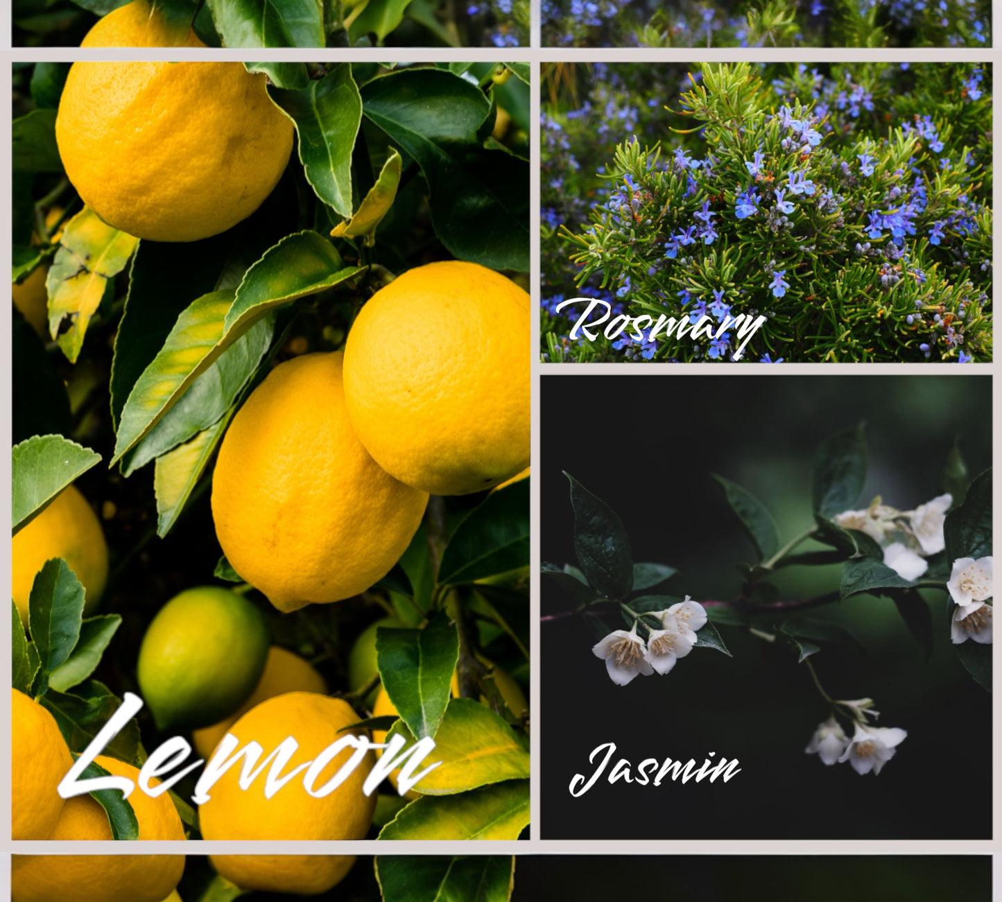 Parfumkerze - Duftzwilling - "inspiriert von Citron de Vigne“