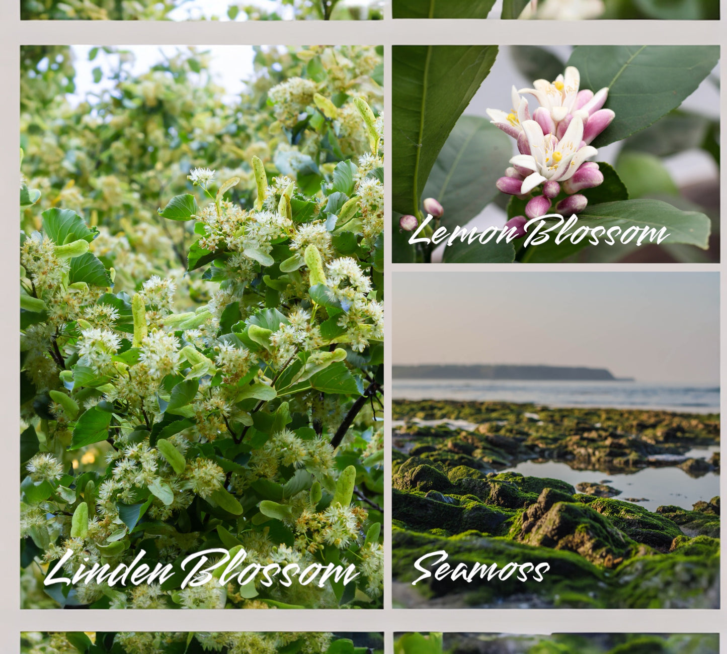 Duftkerze - Aromakerze - "Linden Blossom and Seamoss“