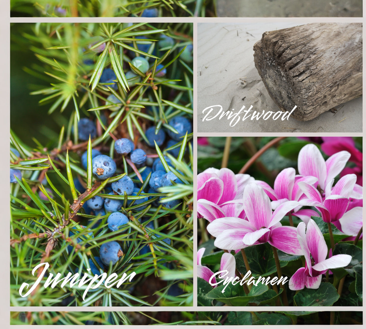Duftkerze - Aromakerze - "Seaweed and Juniper“