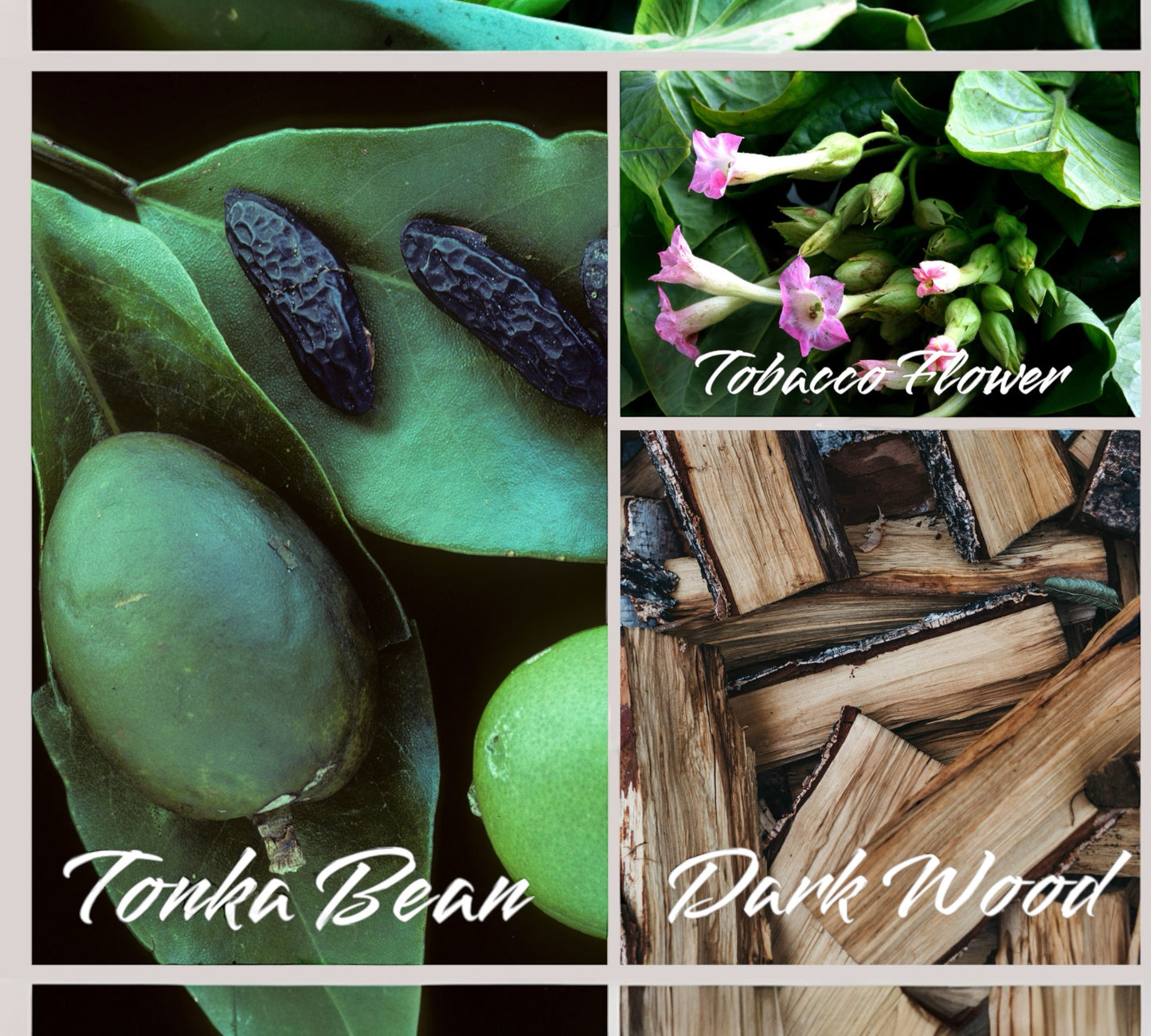 Raumduft/Reed Diffuser & Roomspray - "Tonka Bean & Tobacco Flower"